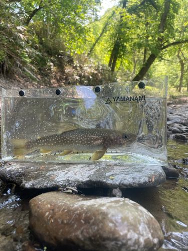 エゾイワナの釣果