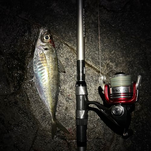 マアジの釣果