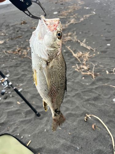 イシモチの釣果