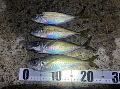 アジの釣果