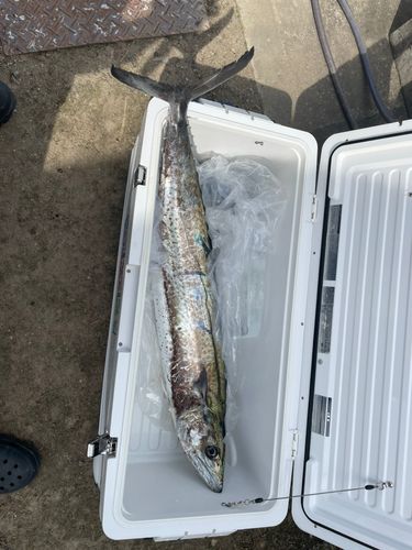 サワラの釣果