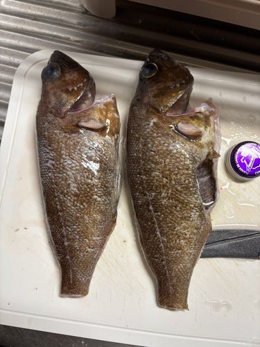 エゾメバルの釣果