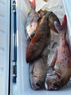 マダイの釣果
