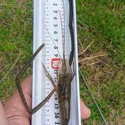 テナガエビ