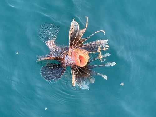 ハナミノカサゴの釣果
