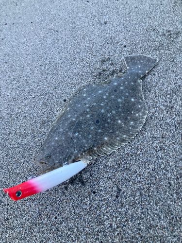 ソゲの釣果