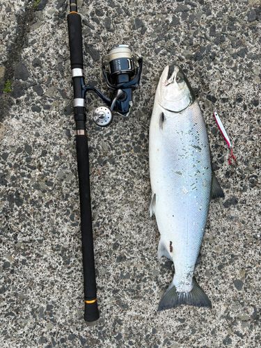 サクラマスの釣果