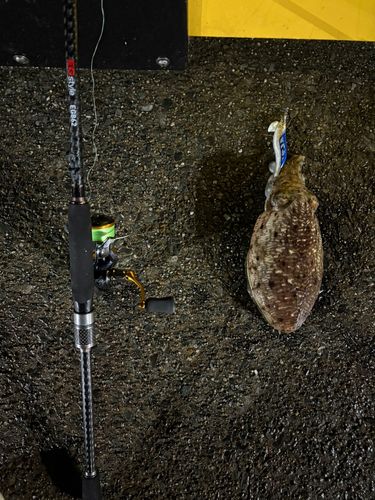 コウイカの釣果