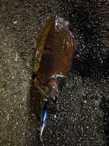 コウイカの釣果