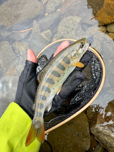 アマゴの釣果