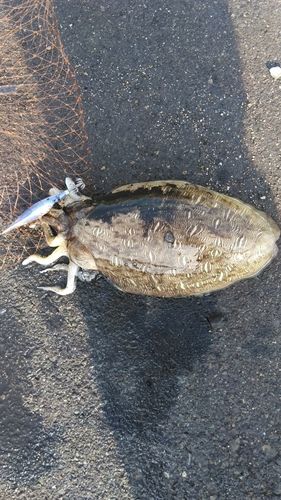 モンゴウイカの釣果