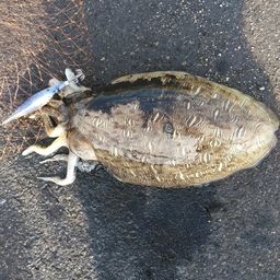 モンゴウイカ