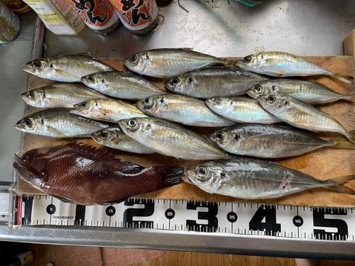 アジの釣果