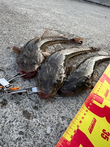 マゴチの釣果