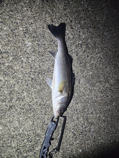 スズキの釣果