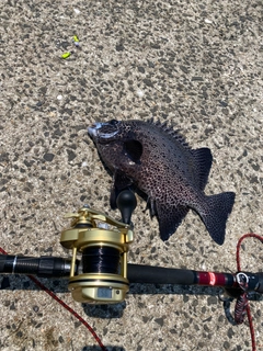 イシガキダイの釣果