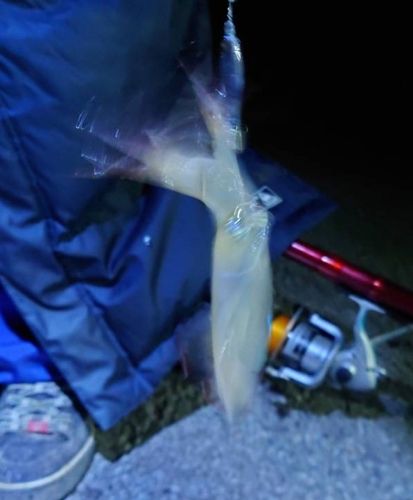 マメイカの釣果