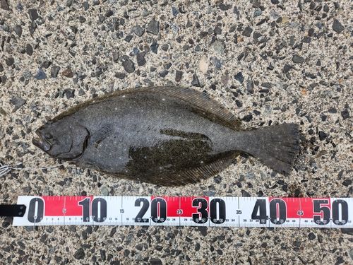 ヒラメの釣果