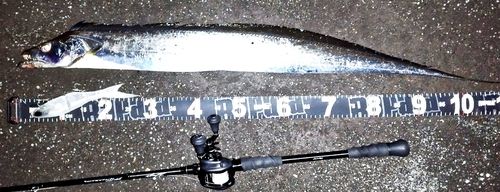 タチウオの釣果