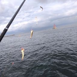 カタクチイワシ