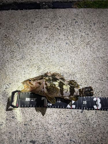ベッコウゾイの釣果