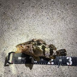 ベッコウゾイ