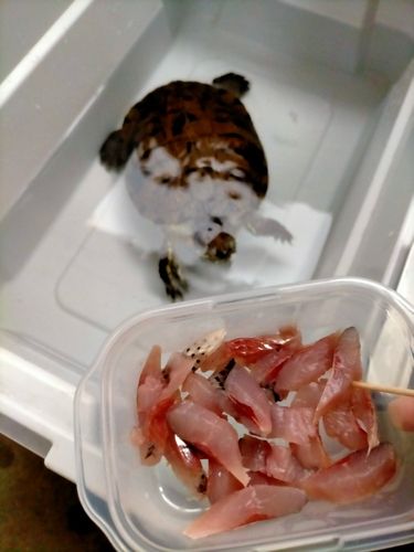 コノシロの釣果