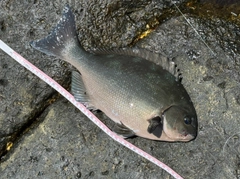 オナガグレの釣果