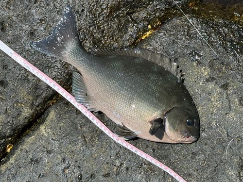 オナガグレの釣果