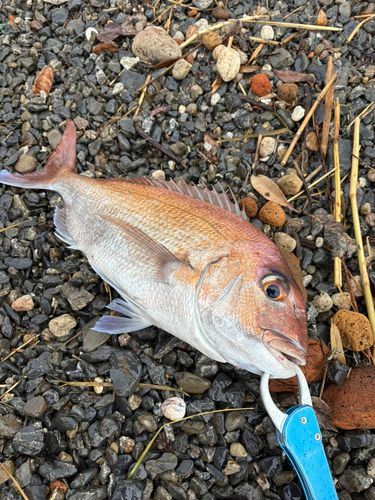 マダイの釣果