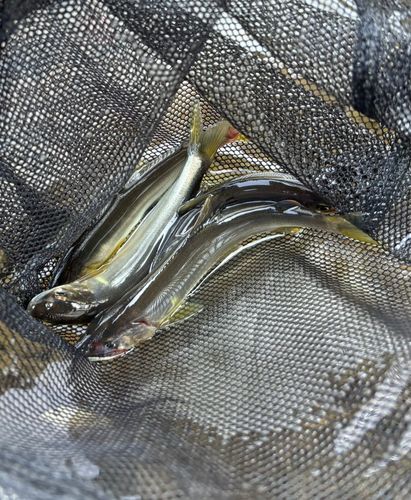 アユの釣果
