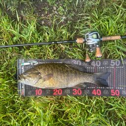 スモールマウスバス