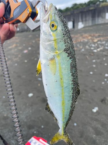 ワカシの釣果
