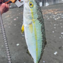ワカシ