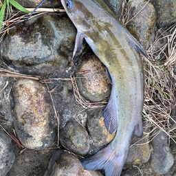 アメリカナマズ