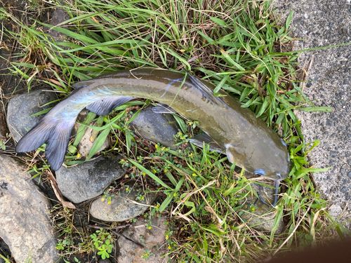 アメリカナマズの釣果