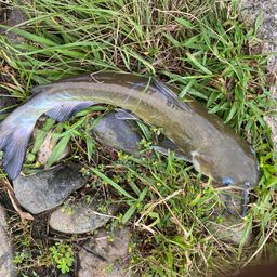 アメリカナマズ