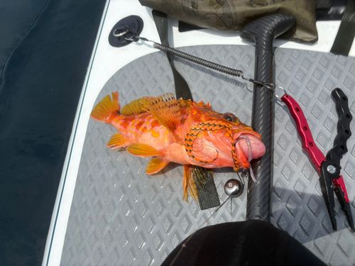 アヤメカサゴの釣果