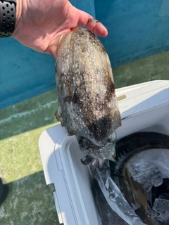 シリヤケイカの釣果