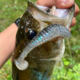 ラージマウスバス