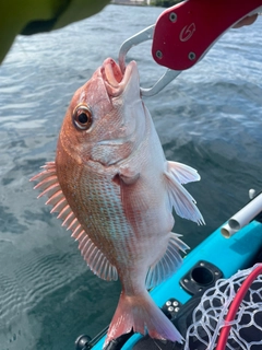 マダイの釣果