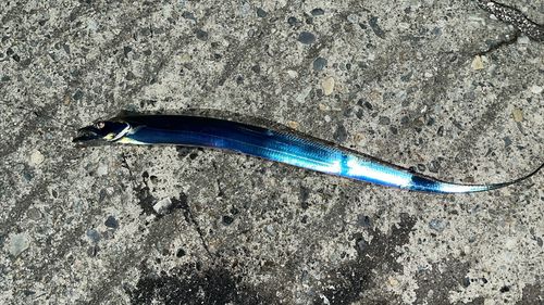 タチウオの釣果