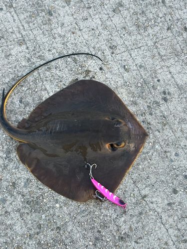 アカエイの釣果