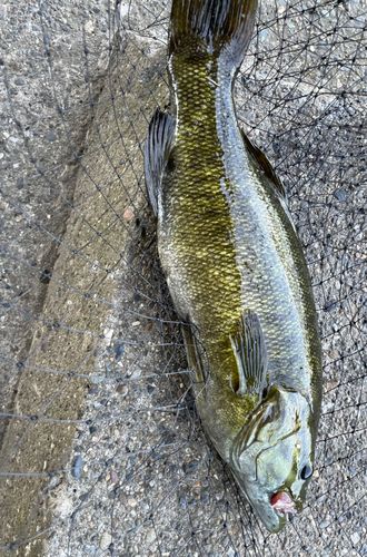 スモールマウスバスの釣果
