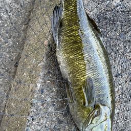 スモールマウスバス