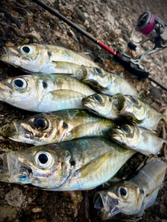 アジの釣果