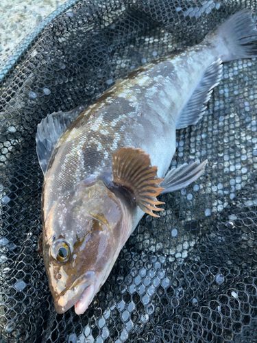 アイナメの釣果