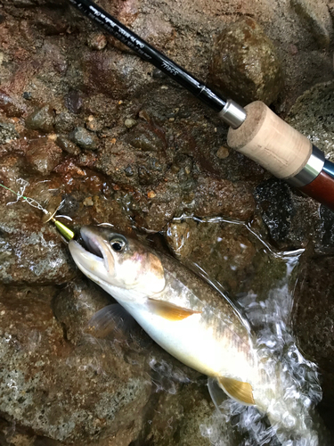 イワナの釣果