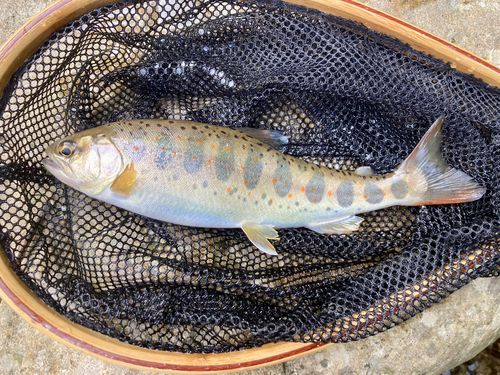 アマゴの釣果