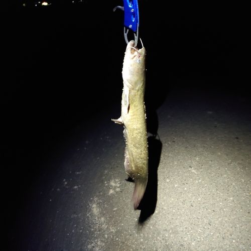 ニホンナマズの釣果